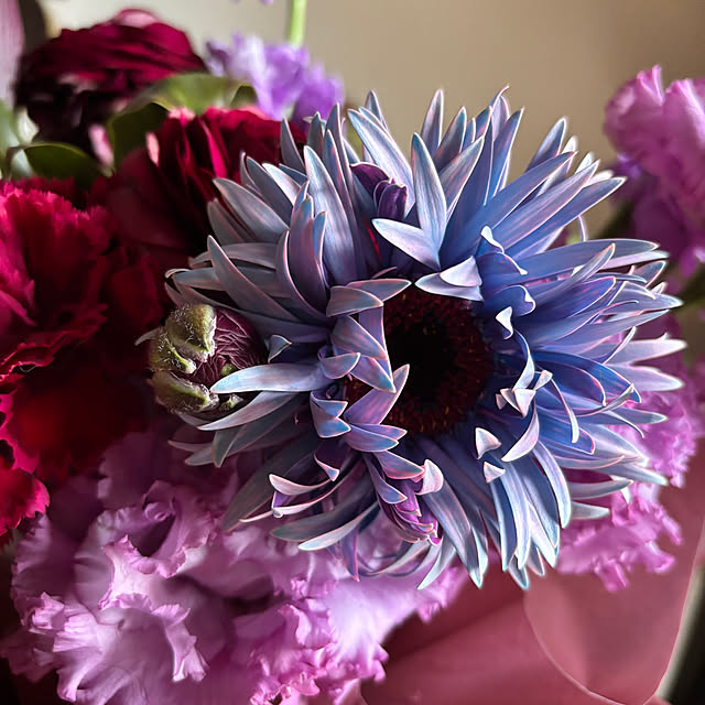 portulacaさんの部屋