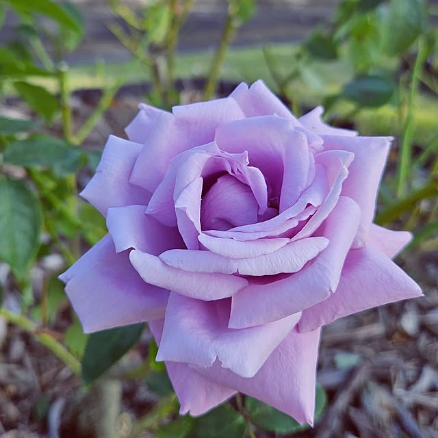 mocomocoさんの部屋