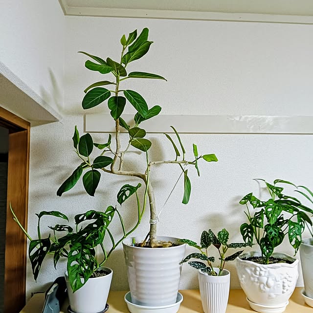 hanachanさんの部屋