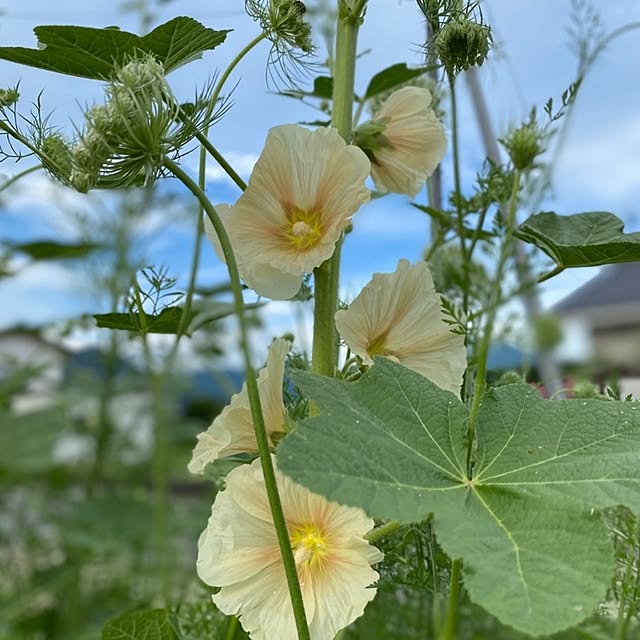 rasaerryさんの実例写真