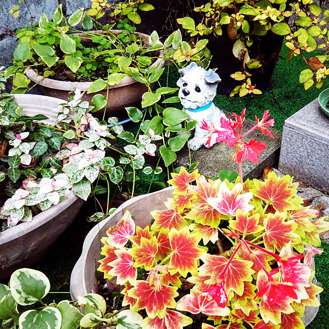 Tirorinさんの実例写真