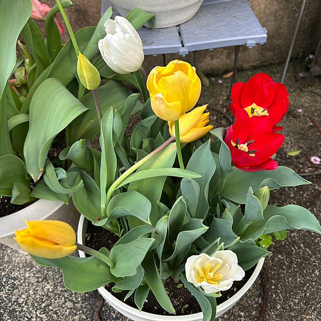 fumikoiさんの実例写真