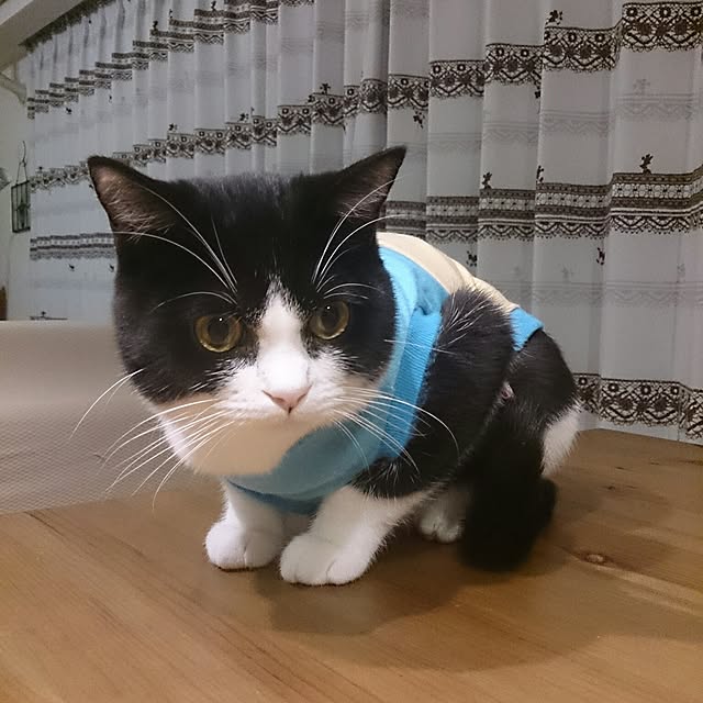 kuromamesukeさんの実例写真