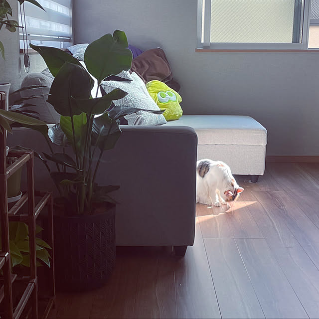 ikuzakさんの実例写真