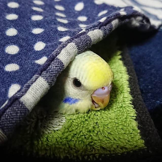 karinさんの実例写真