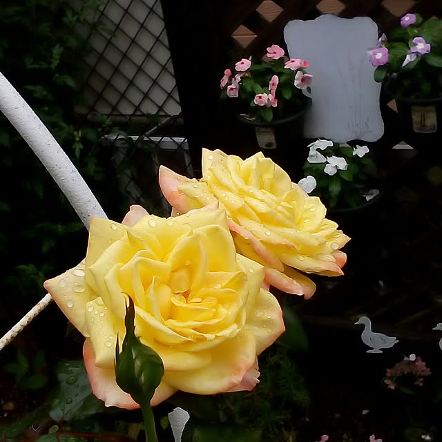 mariagardenさんの実例写真