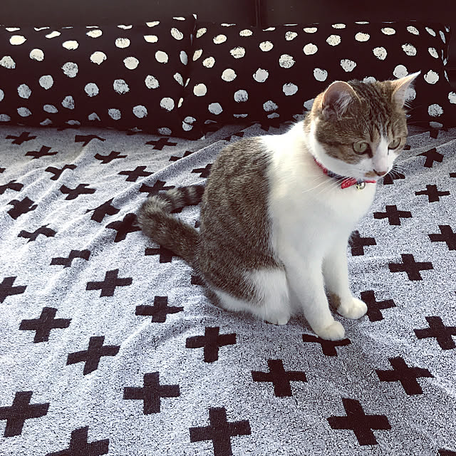 mya___kさんの実例写真