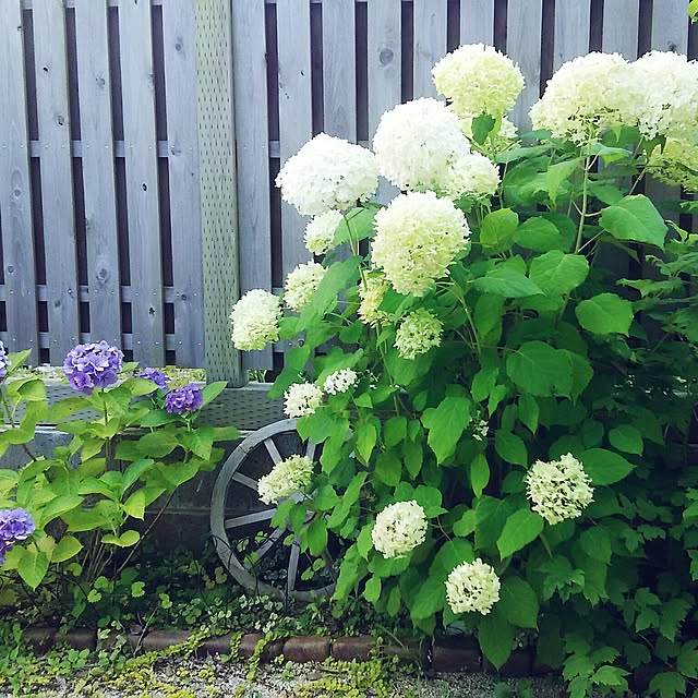 soyokahoさんの実例写真