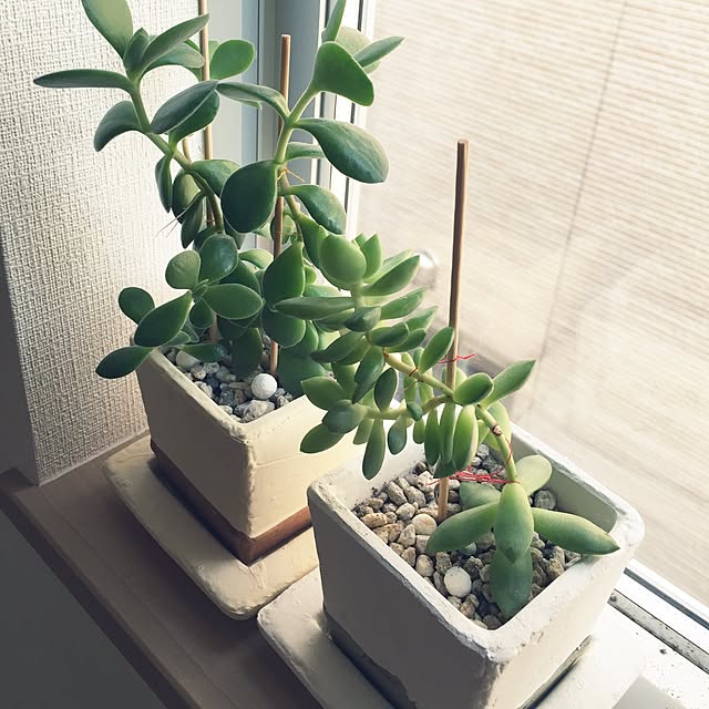 部屋全体/観葉植物/多肉植物/雑貨のインテリア実例 - 2015-01-16 14:48:57