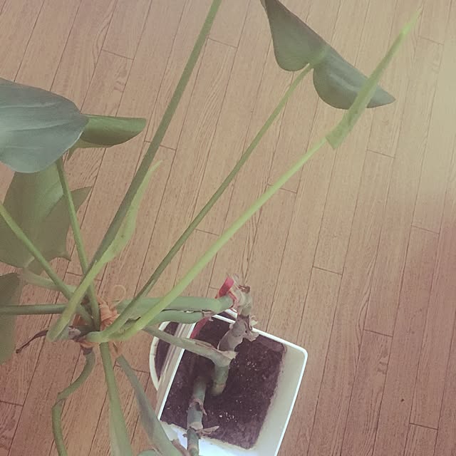 love_january24さんの実例写真