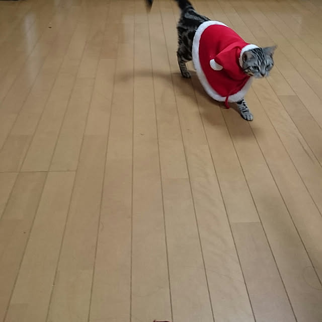 CatClipさんの実例写真