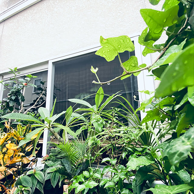カフェ風/賃貸でも諦めない！/観葉植物/玄関/入り口のインテリア実例 - 2021-07-06 12:29:59