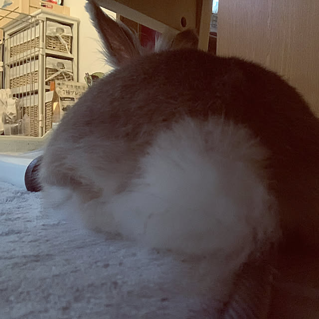 woyukiさんの実例写真