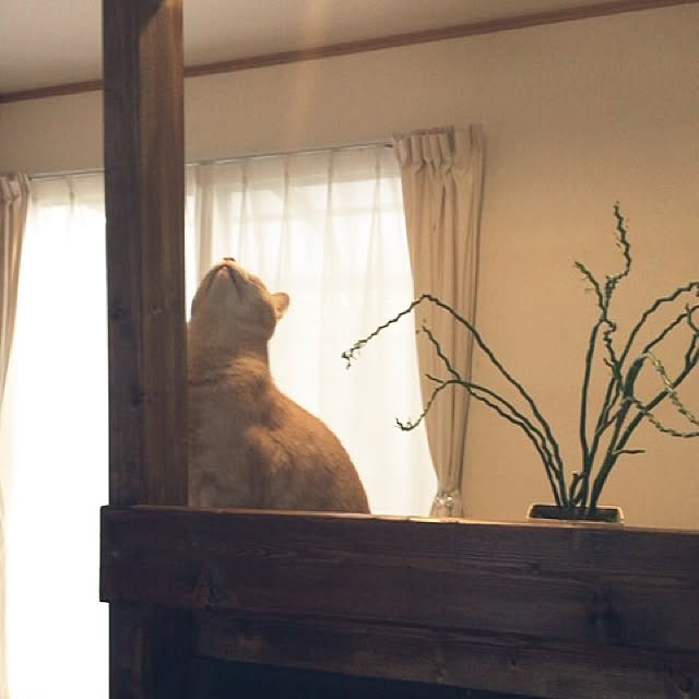 mikan161さんの実例写真