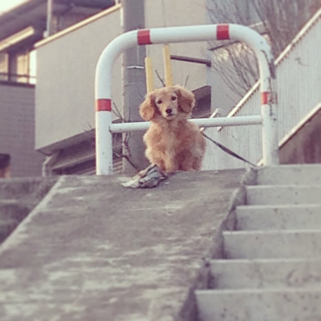 suu..さんの実例写真