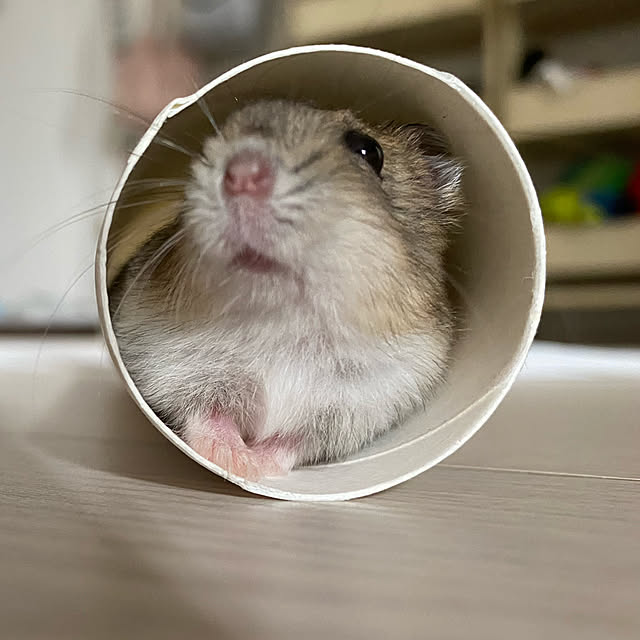 ohanaさんの実例写真