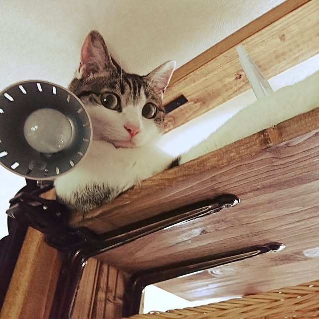 kiraさんの実例写真