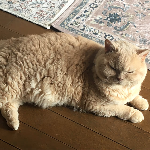 naokoさんの部屋