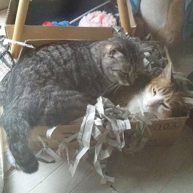 annさんの実例写真