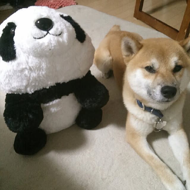 kotaさんの実例写真