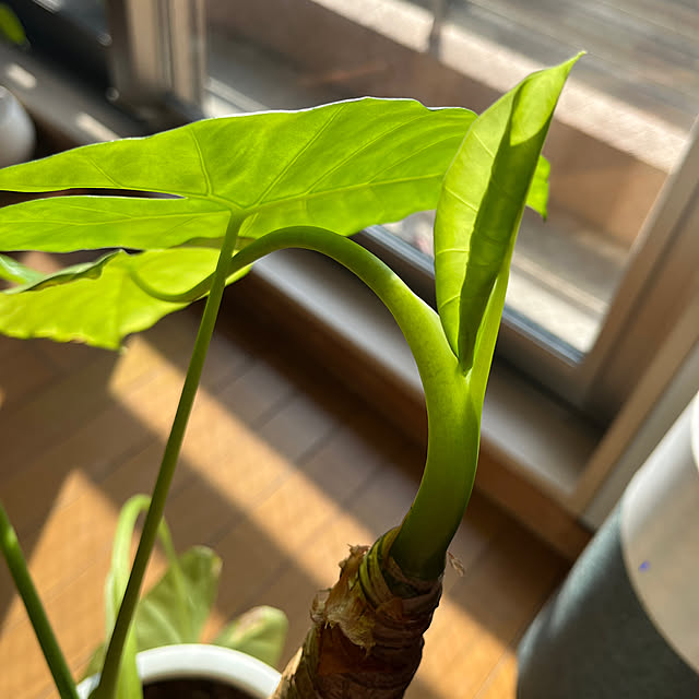 khaiさんの実例写真