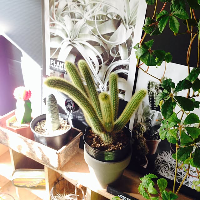 edenさんの実例写真