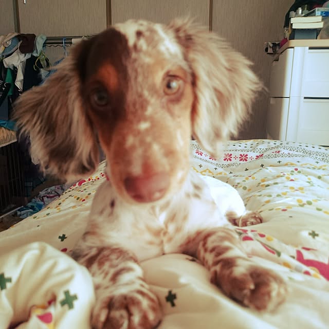 sayaさんの実例写真