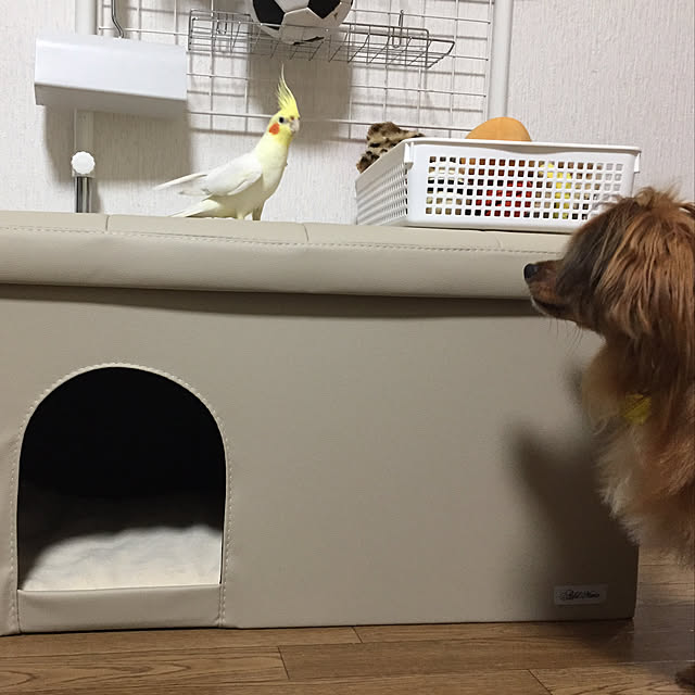 toratanさんの実例写真
