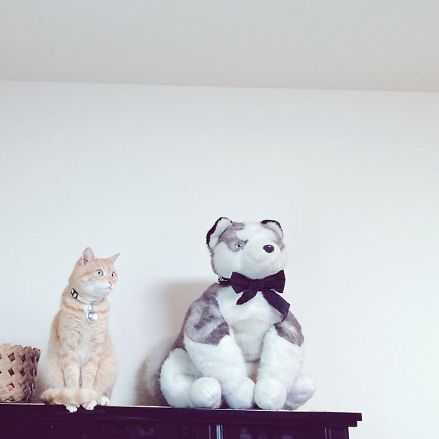 kokemoさんの実例写真