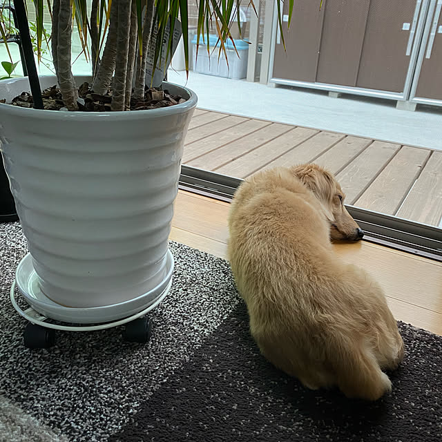 ponponcooさんの実例写真
