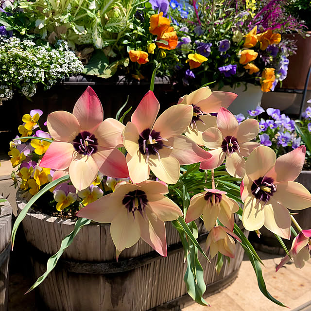 tomoさんの実例写真