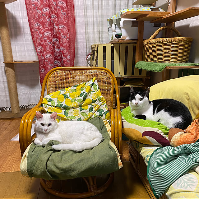 SHIHOさんの実例写真