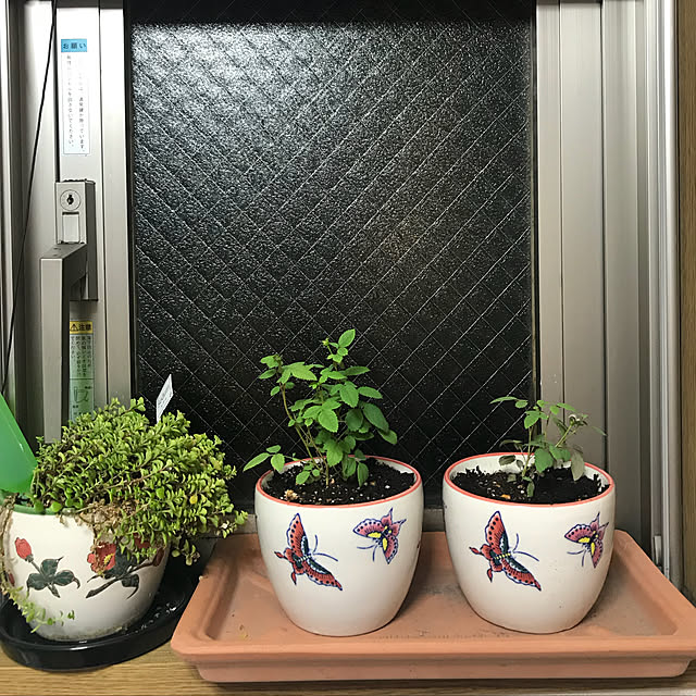 壁/天井/ナチュラル/観葉植物のインテリア実例 - 2018-07-28 20:58:42