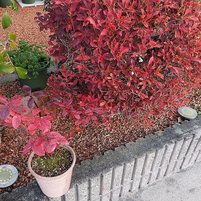 部屋全体/紅葉/無言いいね＆フォローお許しください♡/庭/どうだんツツジ...などのインテリア実例 - 2023-11-29 23:08:21