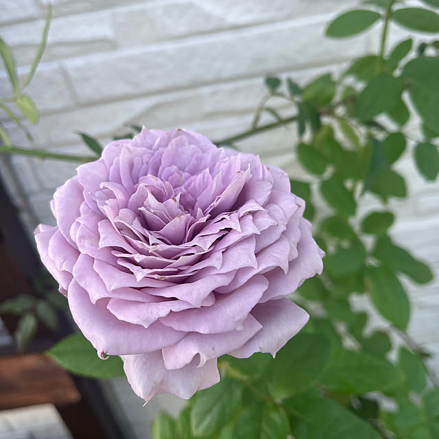 ichigodaihukさんの部屋