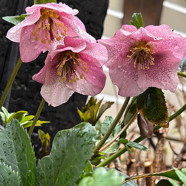 mameshibaさんの実例写真