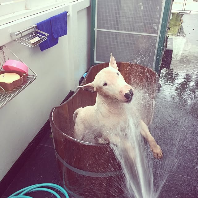 Thammaratさんの実例写真