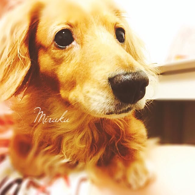 miyuさんの実例写真