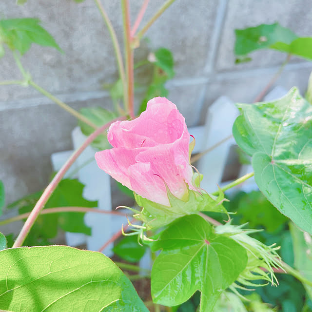 fumofumoさんの実例写真