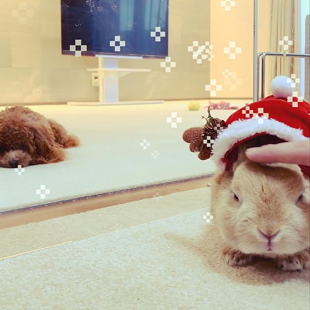 leopyonさんの実例写真