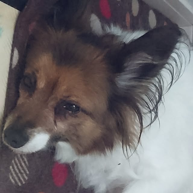 ayucong121さんの実例写真