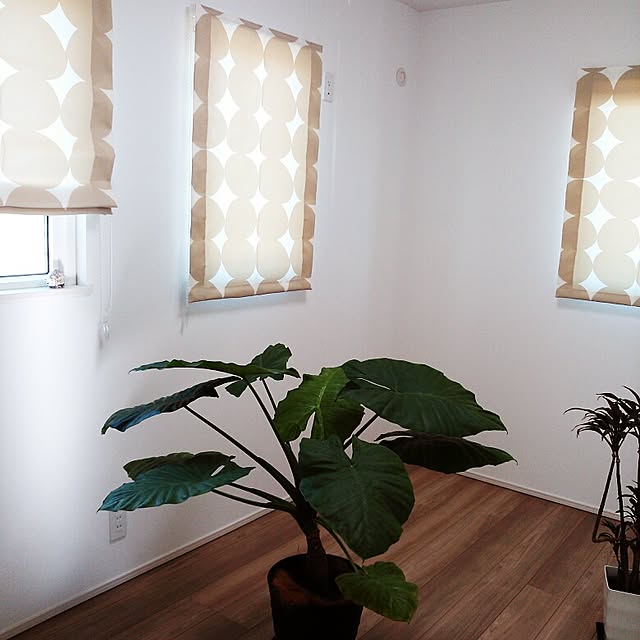 部屋全体/植物のインテリア実例 - 2014-11-03 22:37:08