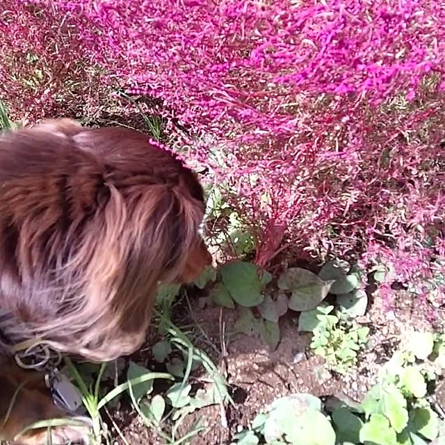 mapleさんの実例写真
