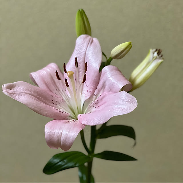sakakenさんの実例写真