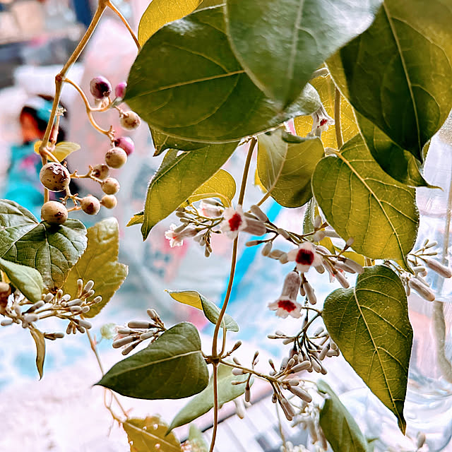 akaidarumaさんの部屋