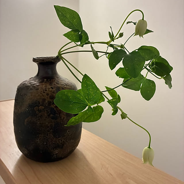 hatsugaさんの部屋