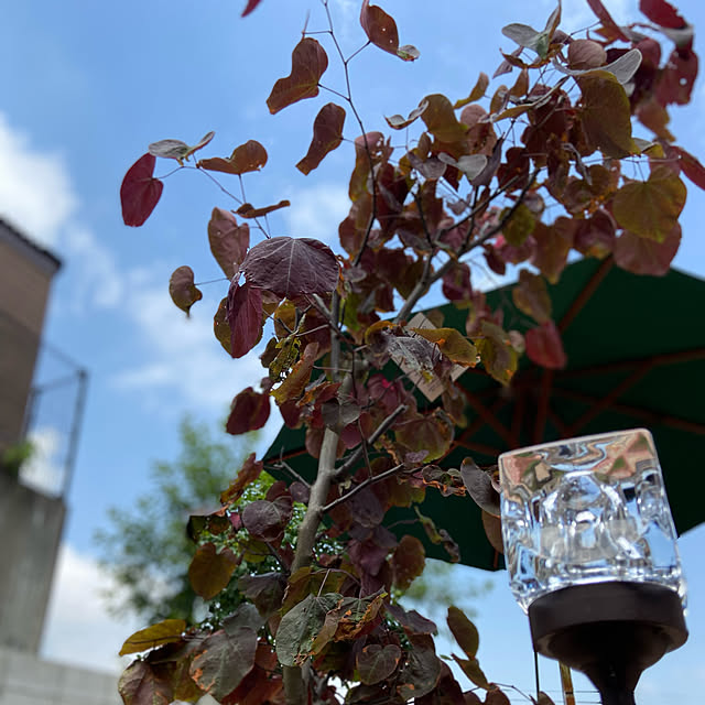 glassflowerさんの実例写真
