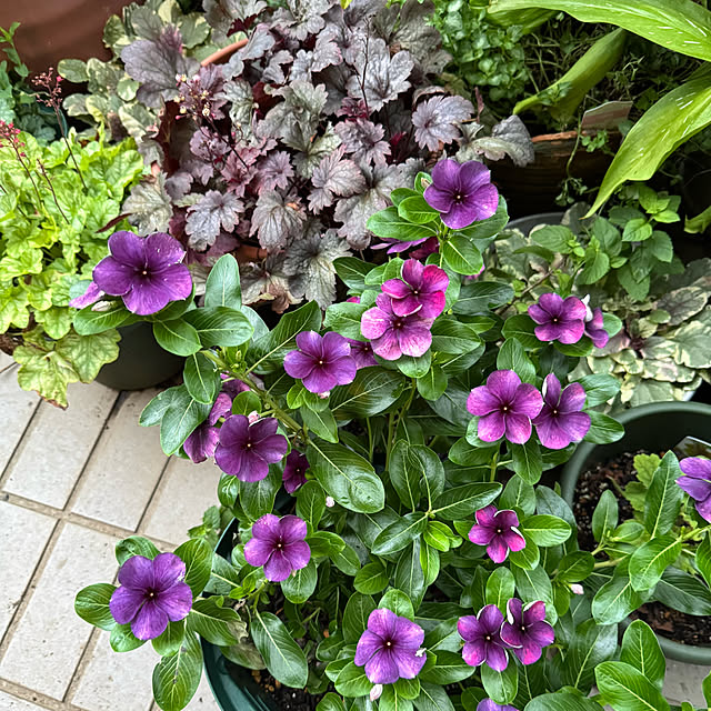 mamizaさんの部屋