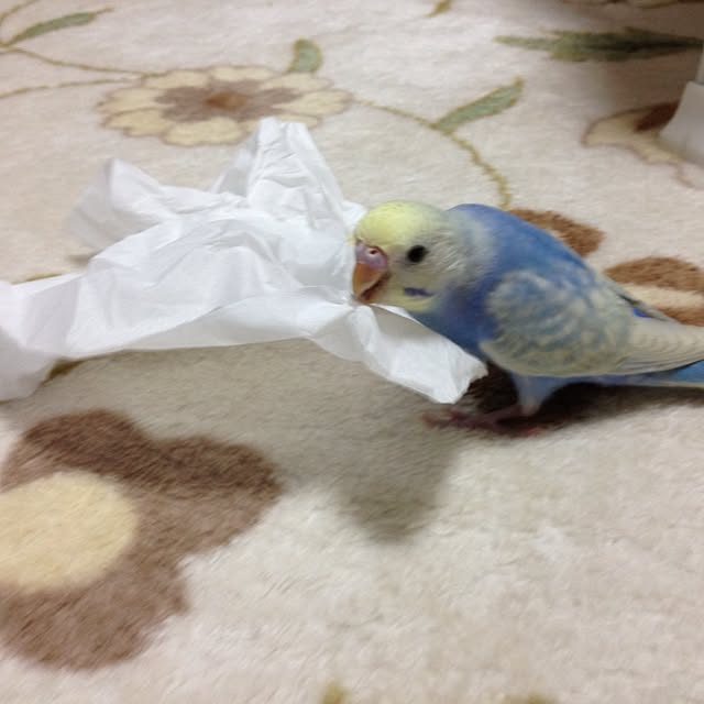 miyukiさんの実例写真