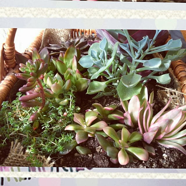 naturalさんの実例写真